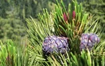 Zirbe-und-Sternenzauber